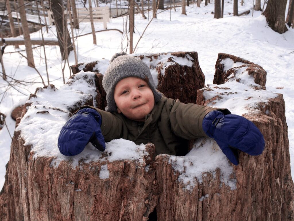 little boy learning about tree rings inside of really large hollowed out tree stump