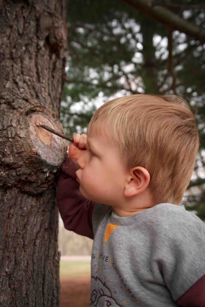 While hiking with toddler, small boy pokes at tree sap while studying it closely.