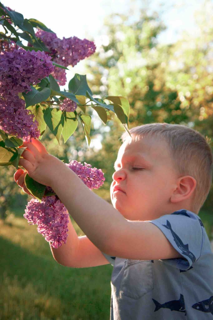 Toddler boy stops to smell lilac flowers while hiking. 