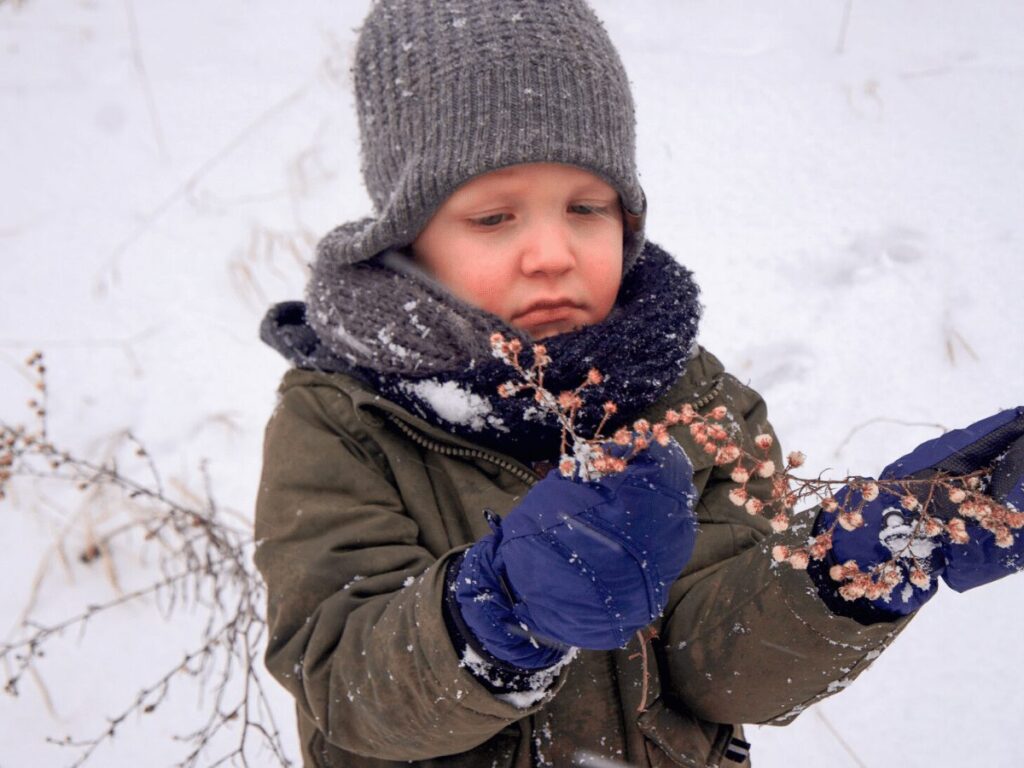 Small boy in the snow looks at dried flower stalk while on a nature scavenger hunt. 