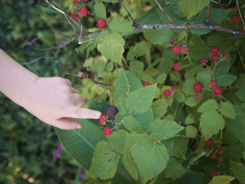 close up of small hand pointing at  ripe blackberry- summer bucket list