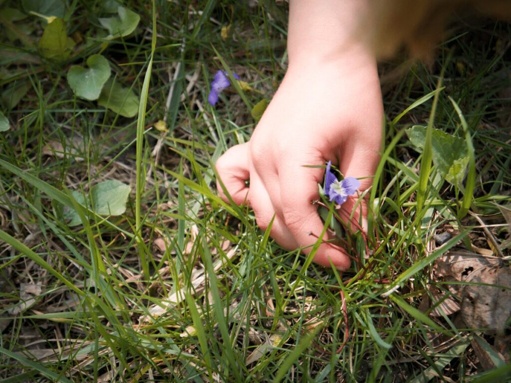 Close up of small boy's hand picking purple flower for a nature rainbow craft. 