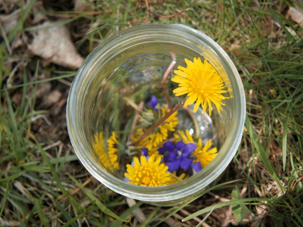 Close up of dandelions and purple flowers in a mason jar that have been collected for a nature rainbow craft. 