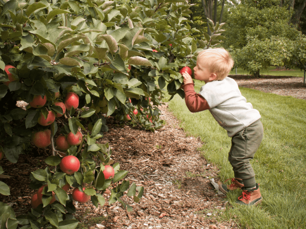 fall bucket list, small boy picking an apple off tree