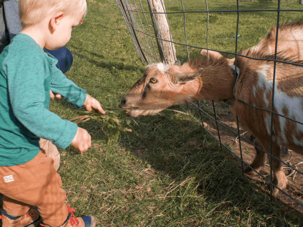 fall bucket list, small boy feeds goat some grass through a fence