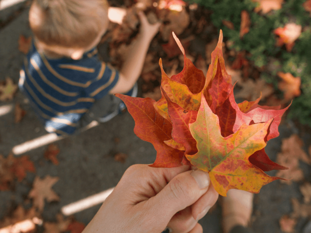 fall bucket list, close up of hand holding red, orange, and yellow maple leaves