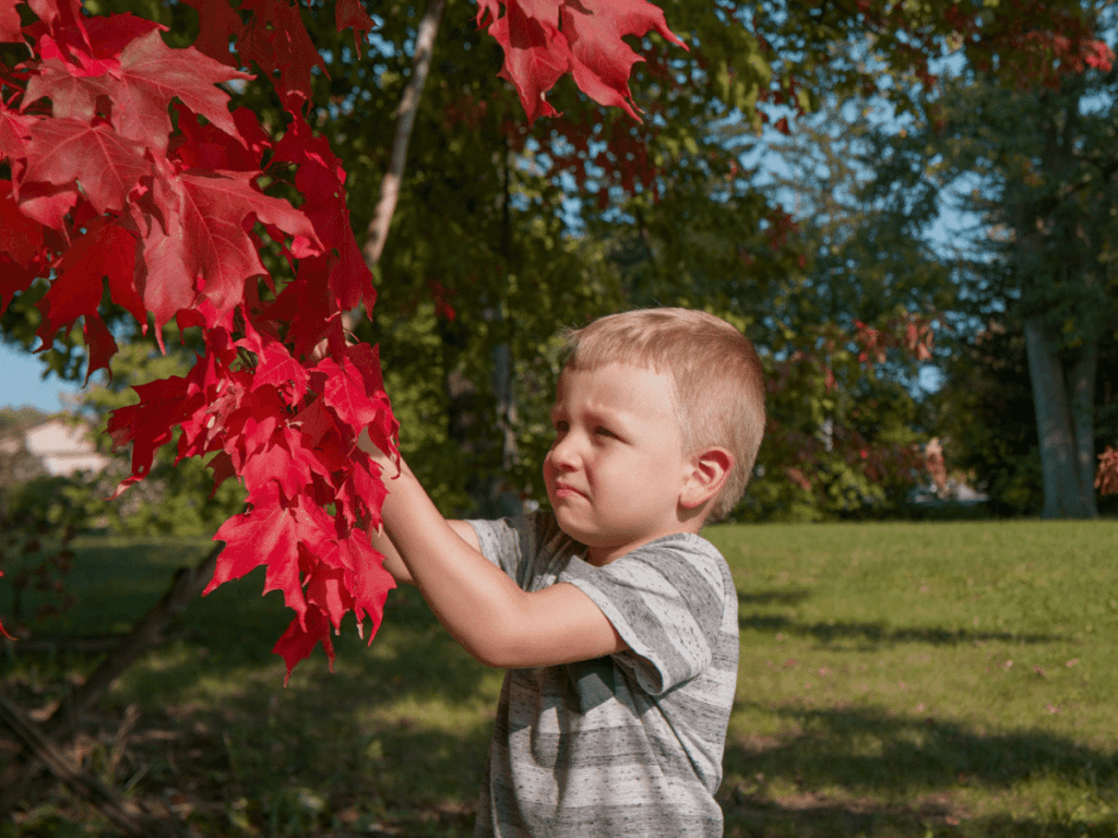 fall crafts for kids, small boy cutting bright red leaves off of low hanging tree branch