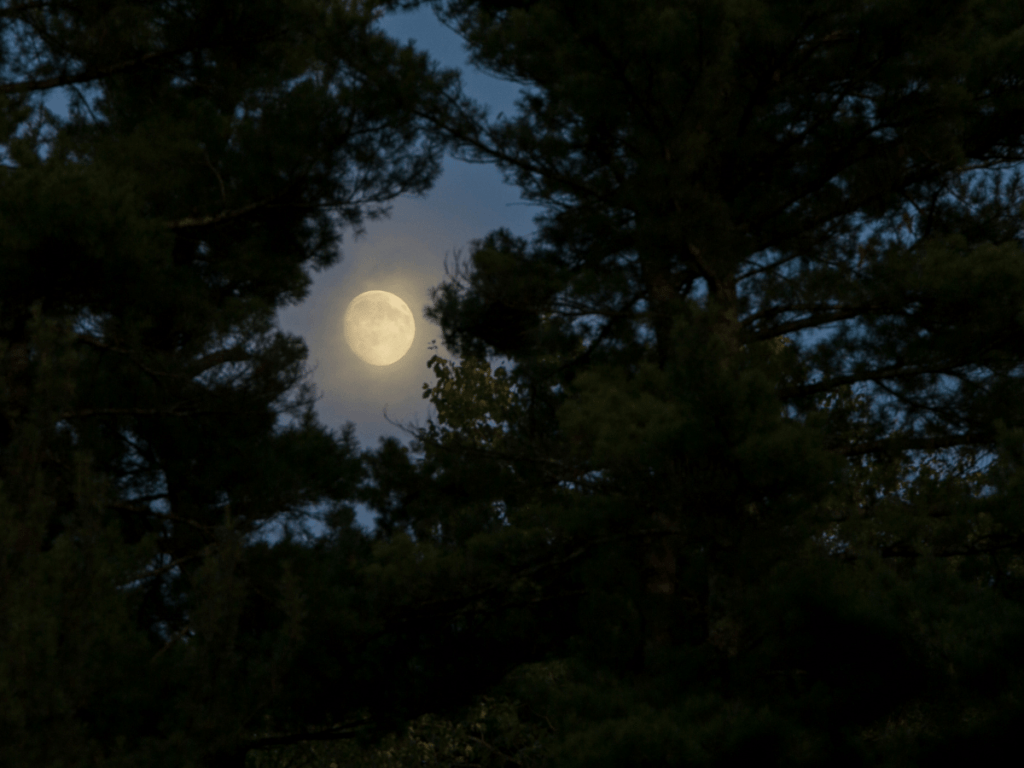 close up of moon through the trees, outdoor halloween activities