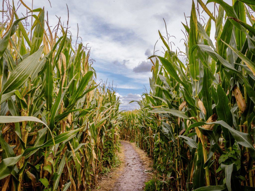 outdoor halloween activities, path going through corn field 