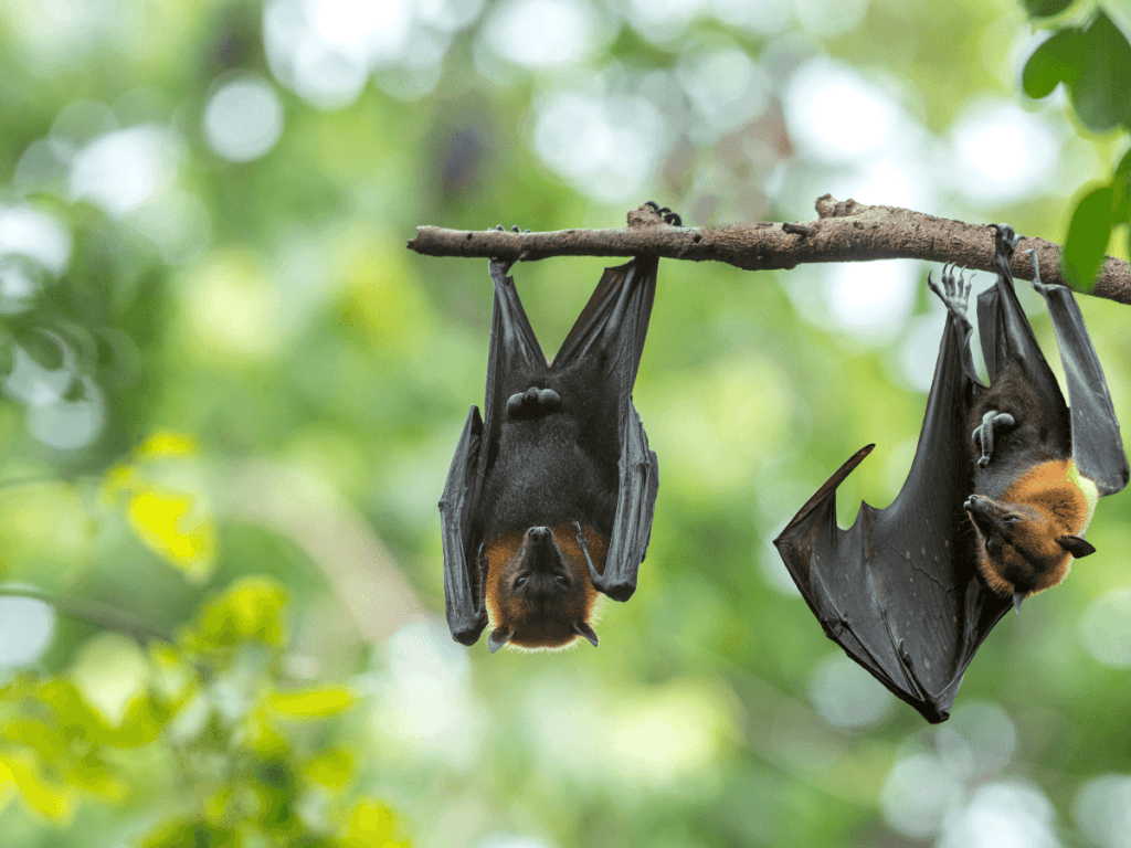 outdoor halloween activities, close up of bats hanging from tree branch