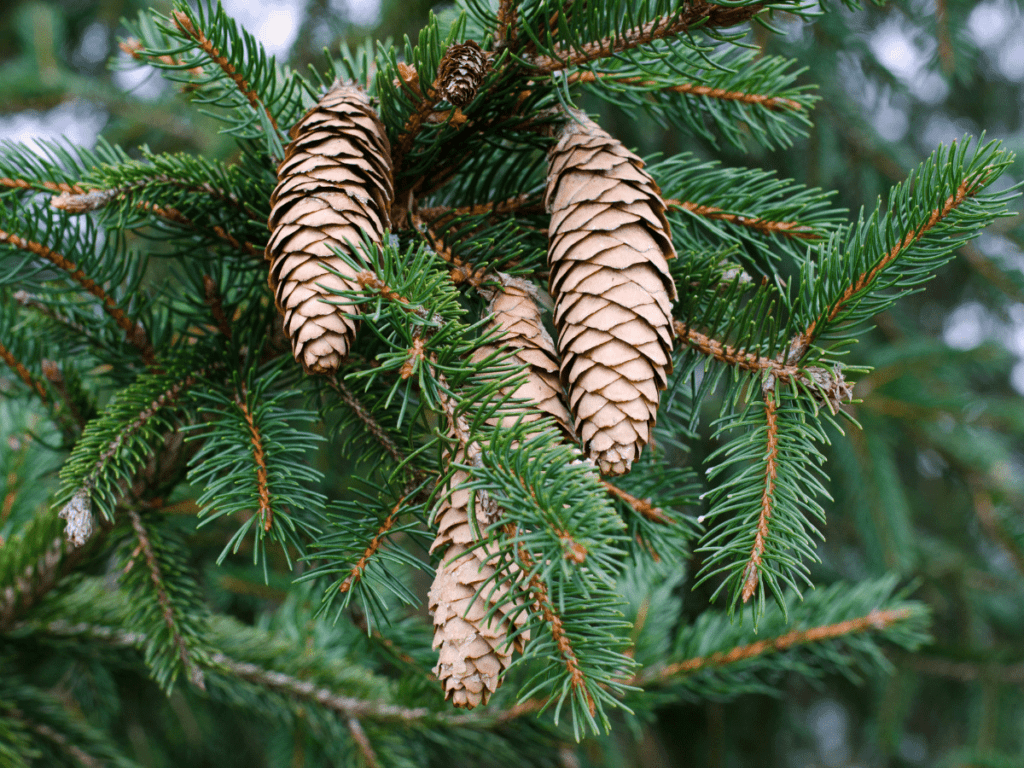 close up of evergreen branch and pne cones