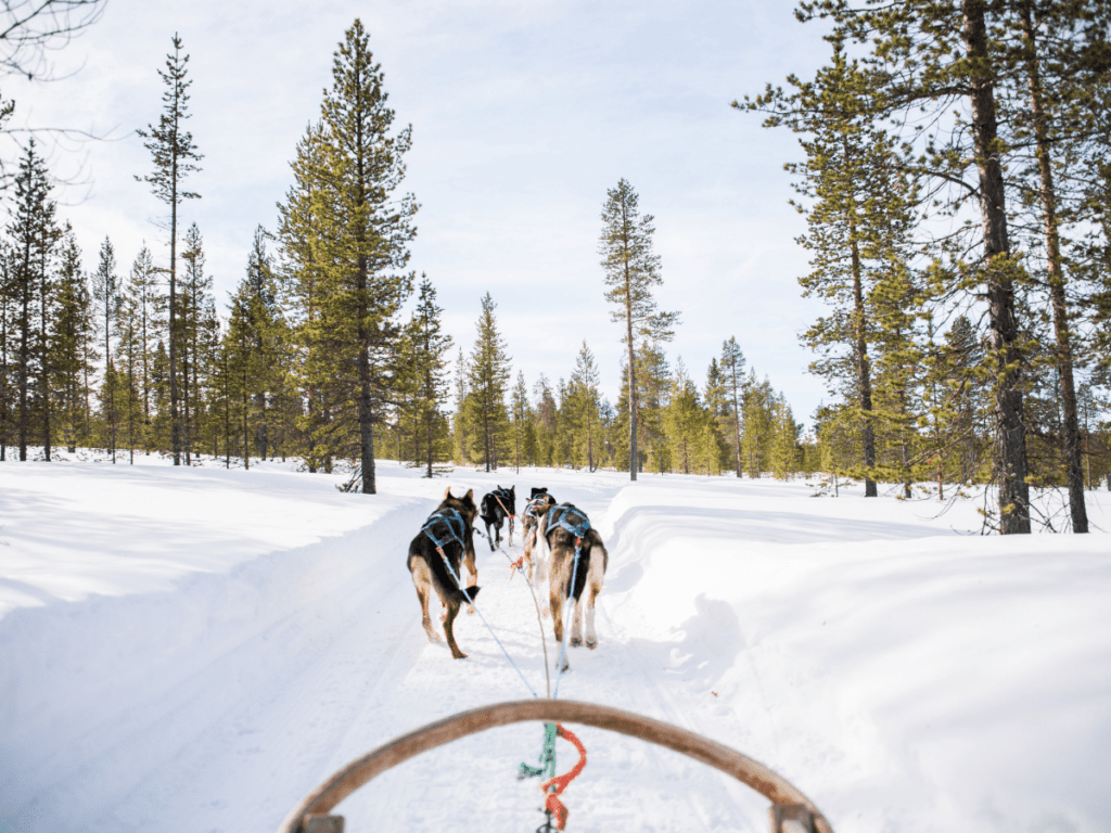 dog sled team running through woods