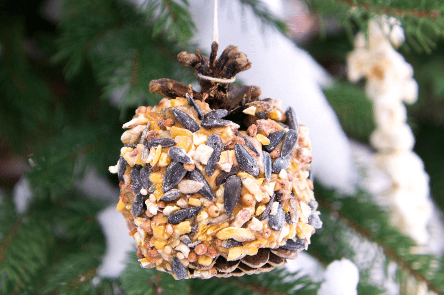 pine cone covered with peanut butter and bird seed