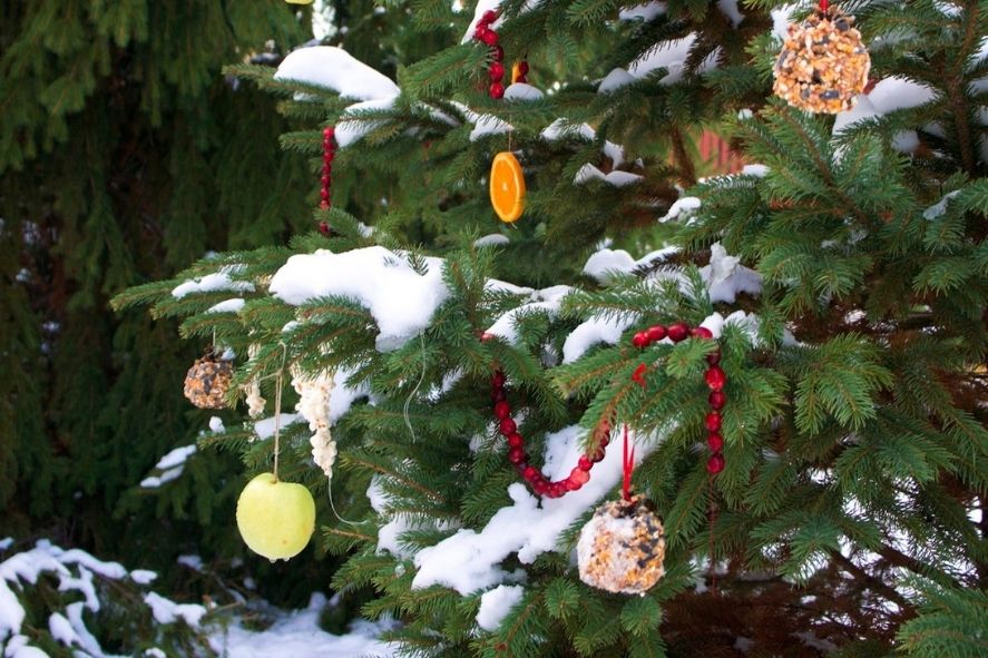 pine tree outside decorated with cranberries, oranges, and bird feeders