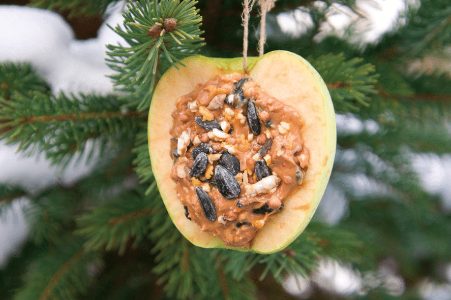 apple slice bird feeder hanging in tree