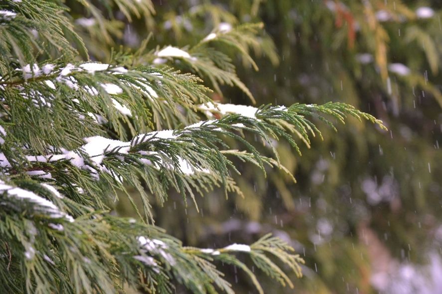 close up of evergreen branch with snow