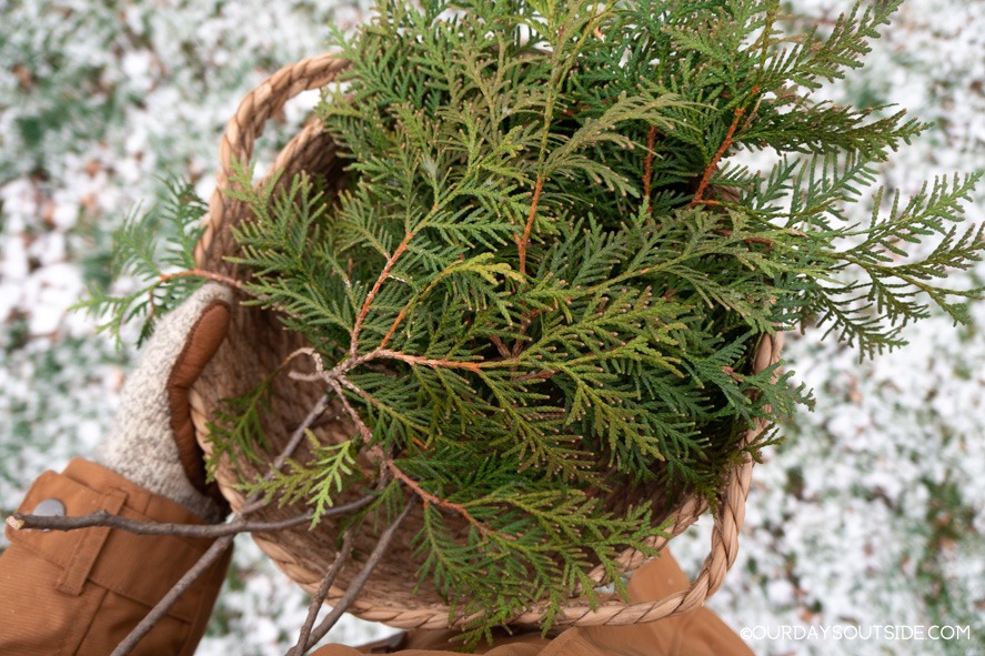 basket filled with cedar clippings to use for christmas decorations