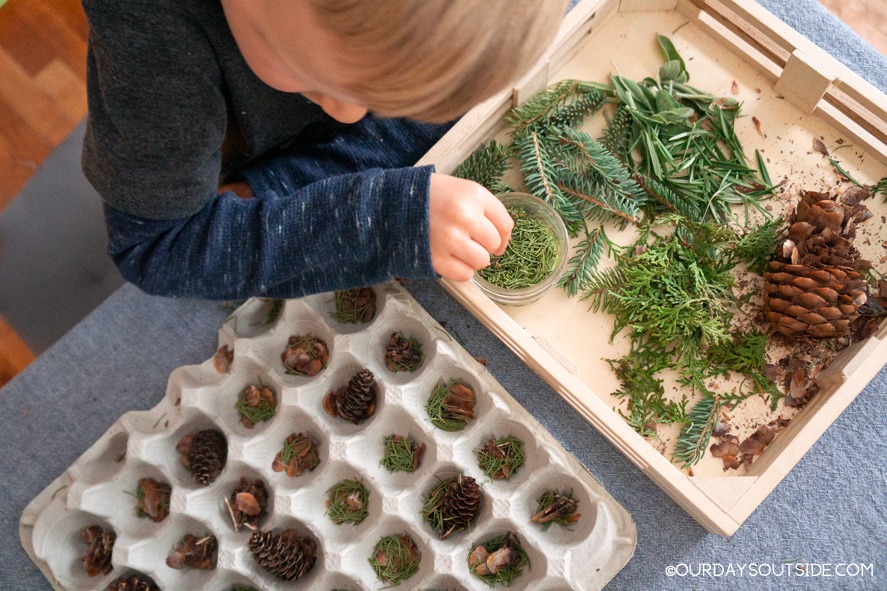boy with a tray of pine needles and pine cones