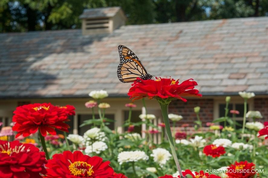 pollinator garden with monarch butterfly on flower