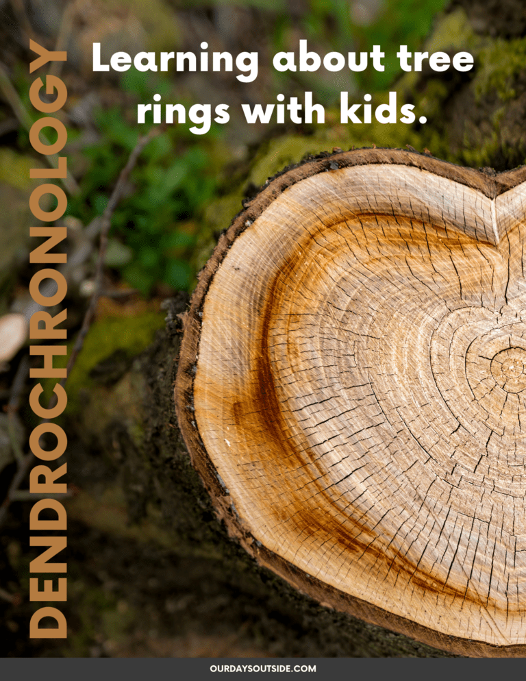 Tree Rings