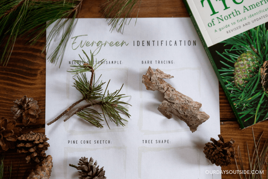 St Patrick's Day activities- Evergreen identification printable with cone, needle, and bark samples laid out 