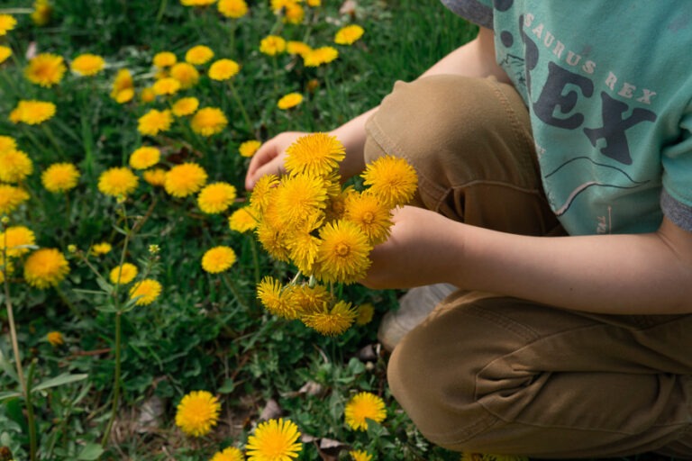 4 Fun Things to do with Dandelions Our Days Outside