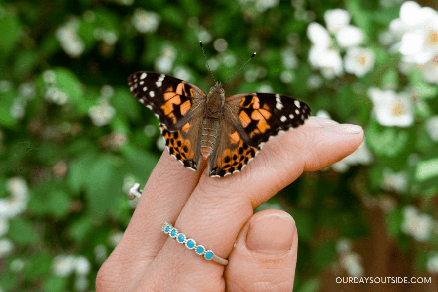close up of a butterfly resting on someone's hand - science kits for kids